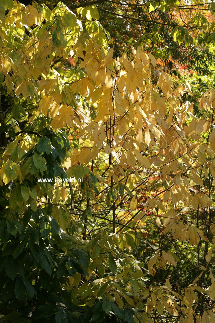 Asimina triloba