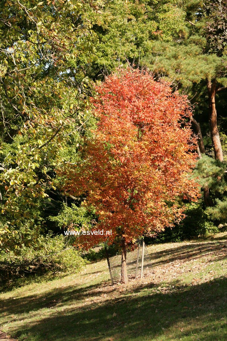 Acer triflorum