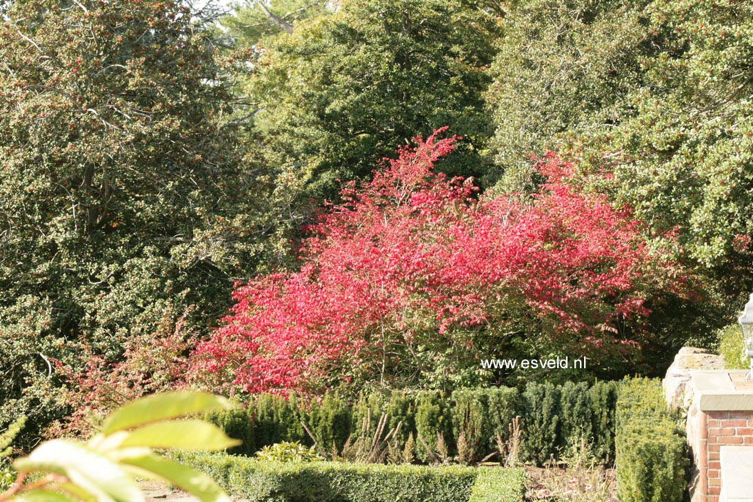 Euonymus alatus