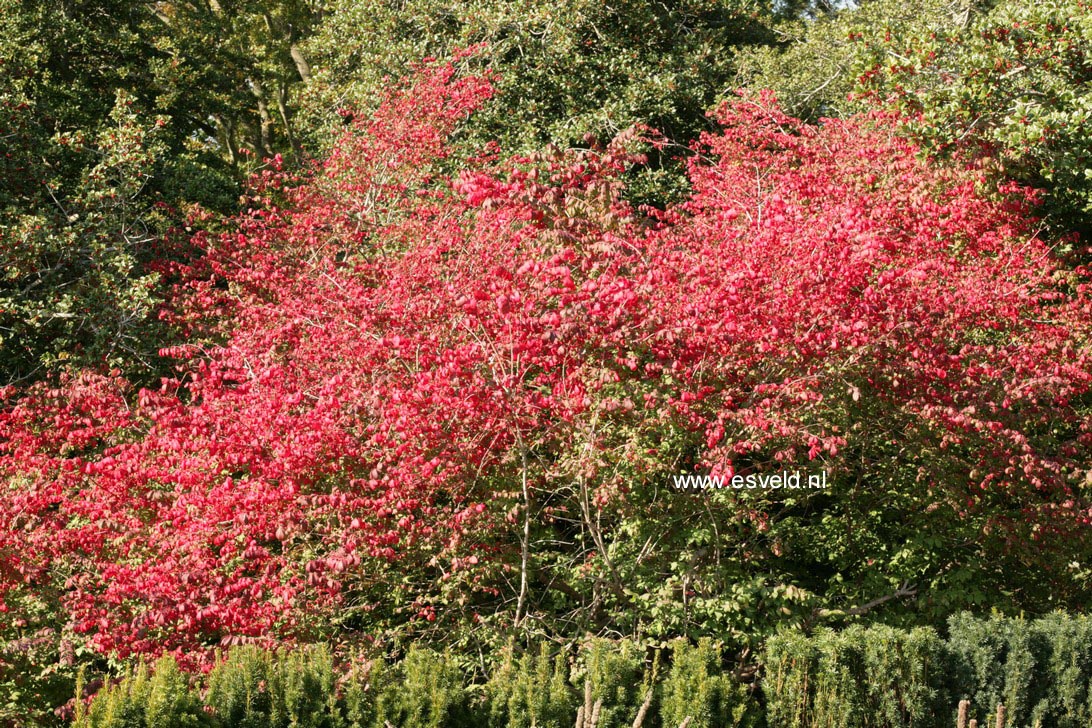 Euonymus alatus