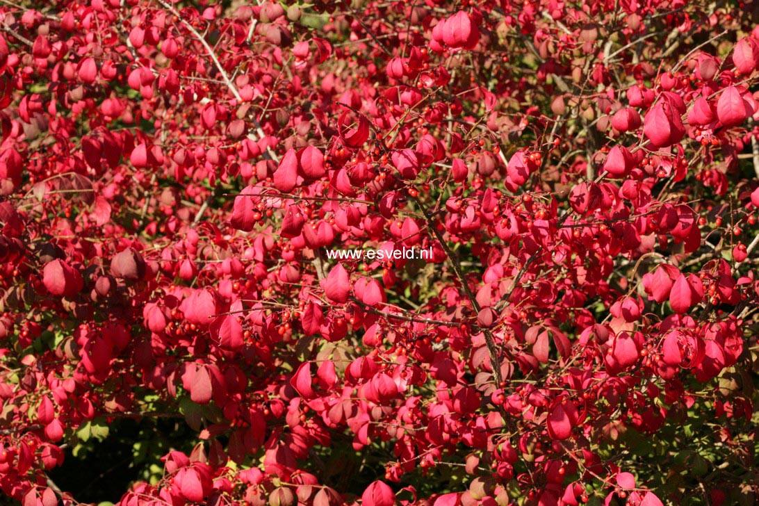 Euonymus alatus