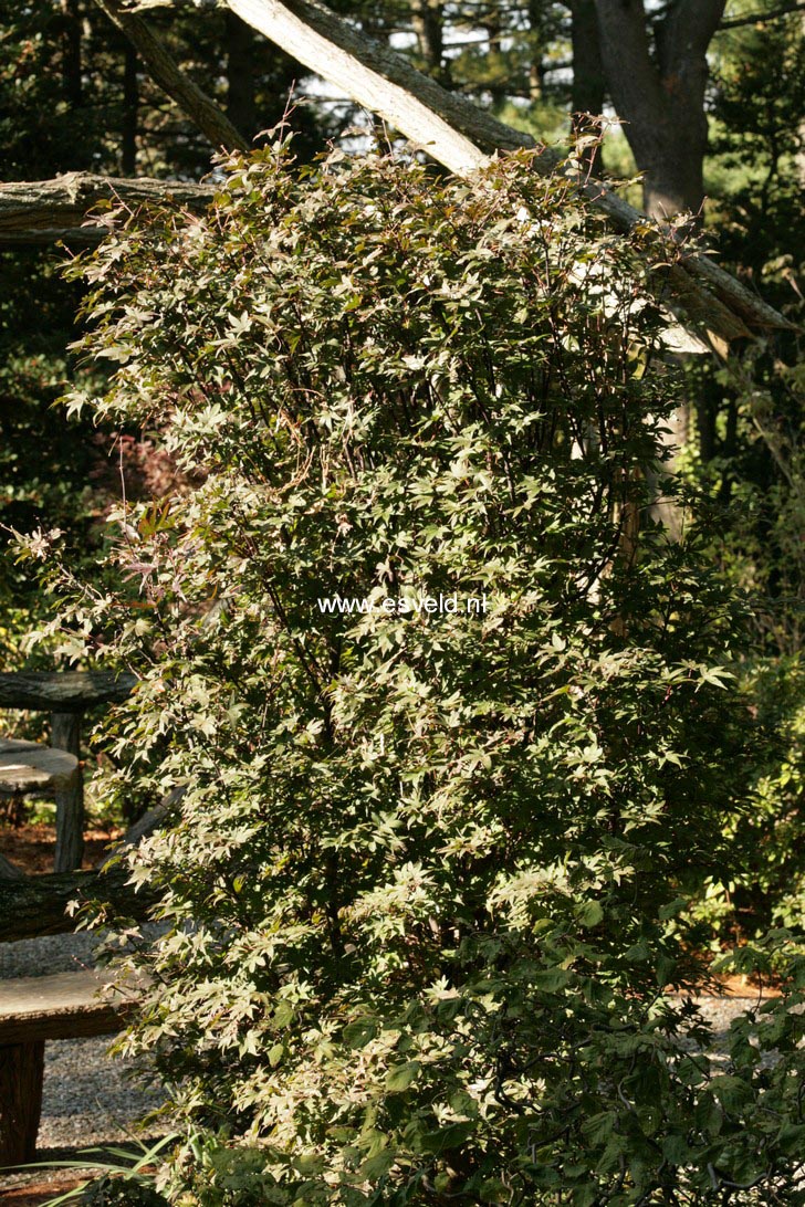 Acer palmatum 'Twombly's Red Sentinel'