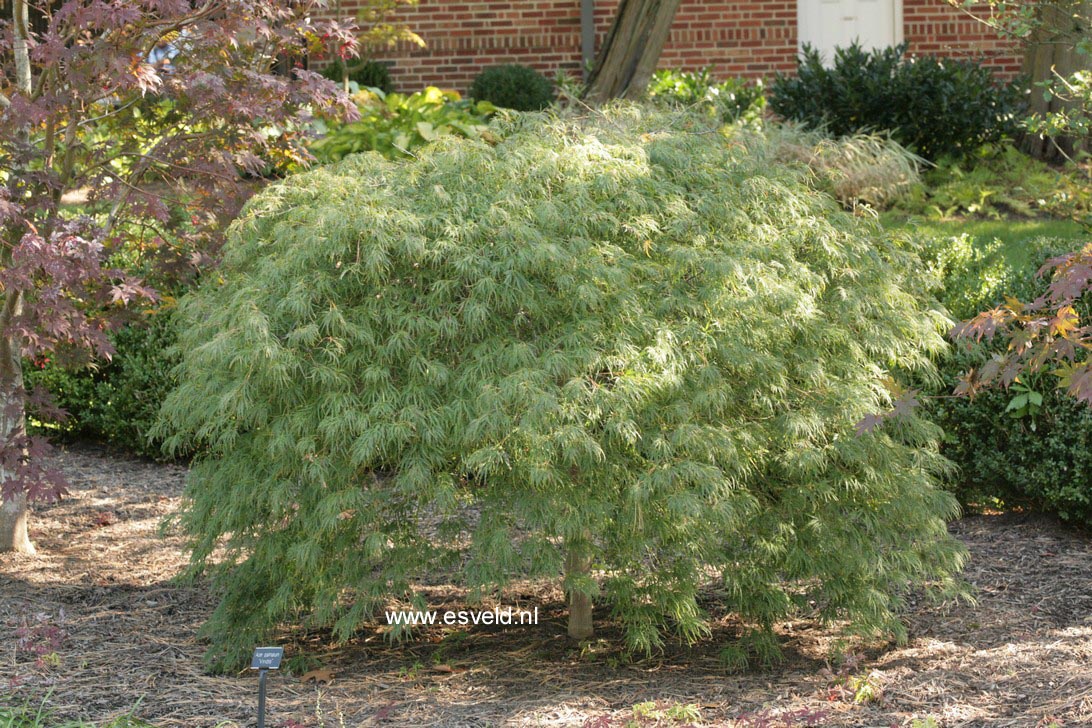 Acer palmatum 'Dissectum'