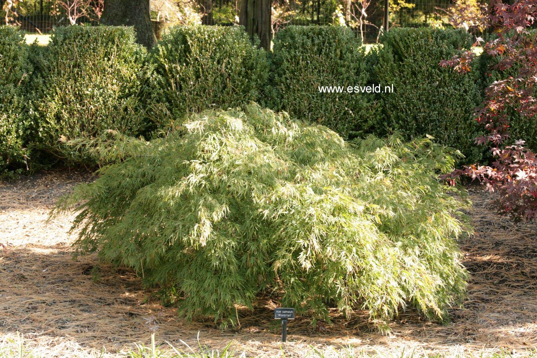 Acer palmatum 'Waterfall'