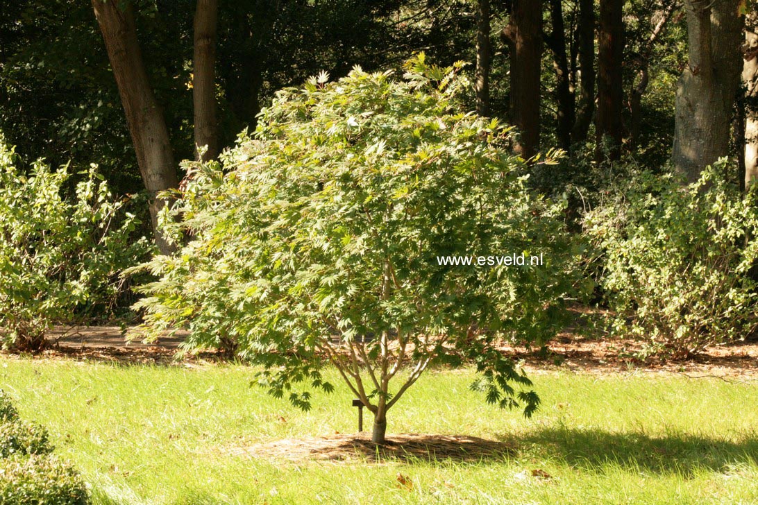 Acer shirasawanum 'Palmatifolium'