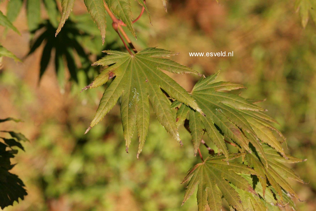 Acer shirasawanum 'Palmatifolium'