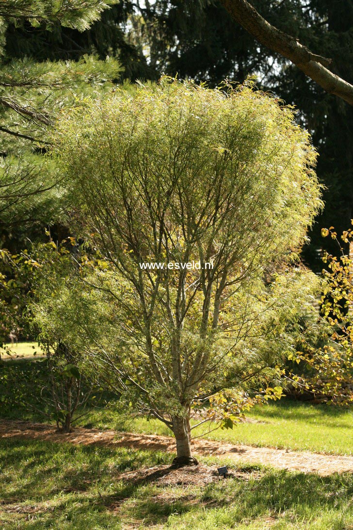 Acer palmatum 'Koto no ito'