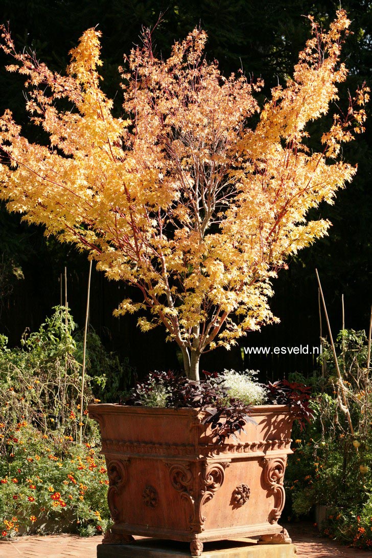 Acer palmatum 'Sango kaku'