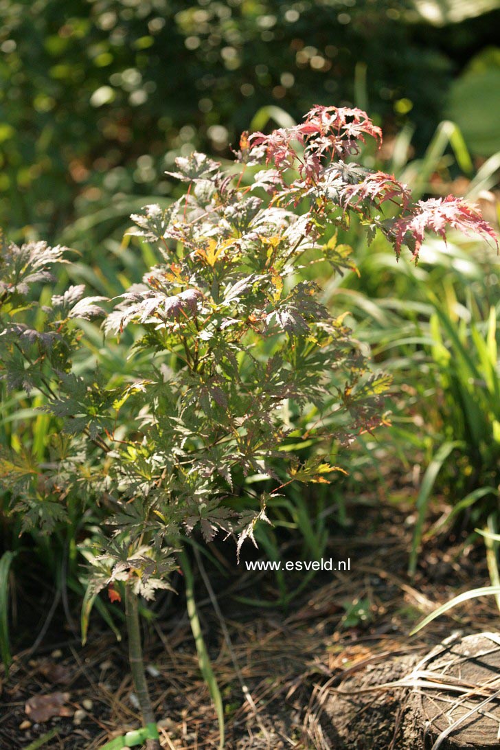 Acer palmatum 'Ariadne'