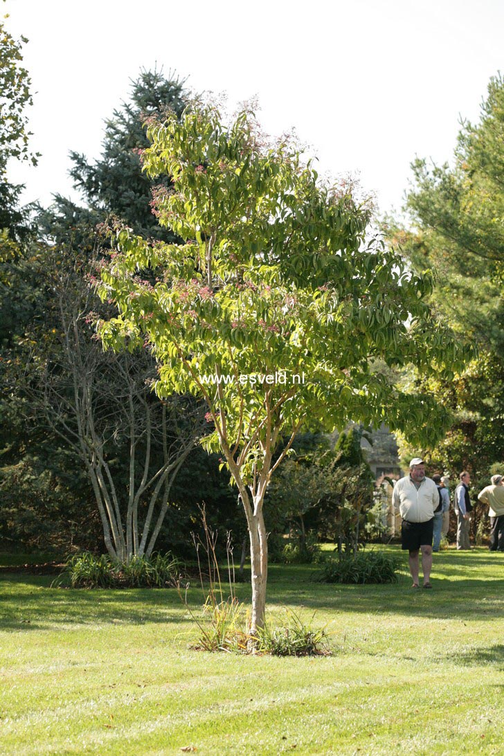 Heptacodium miconioides