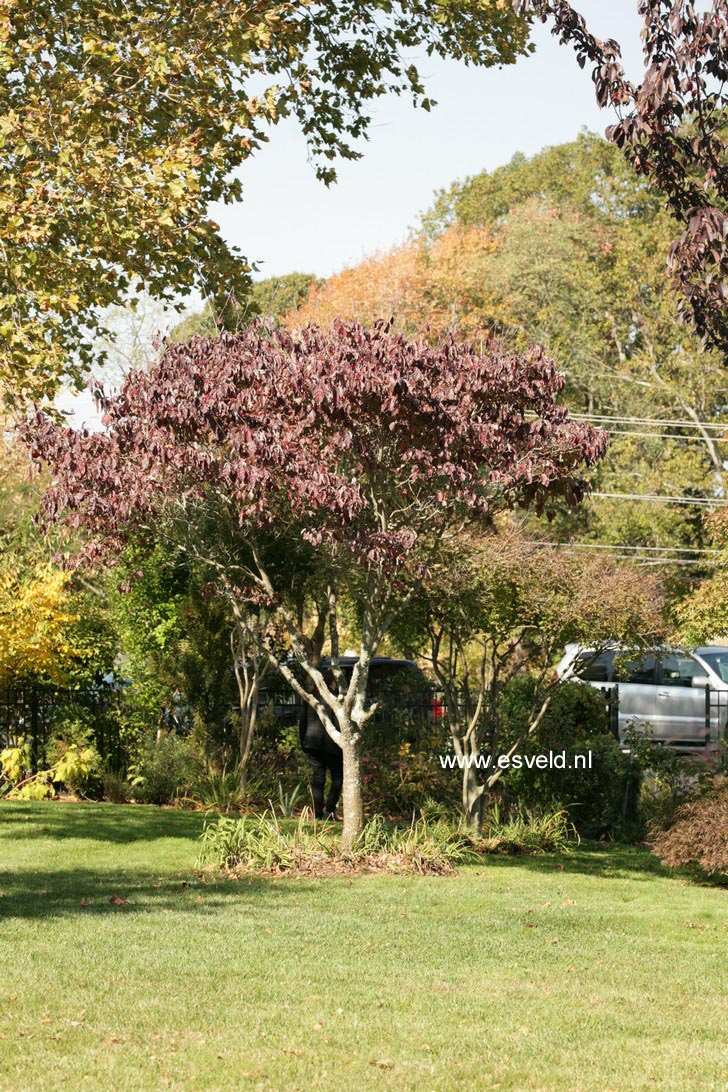 Cornus florida