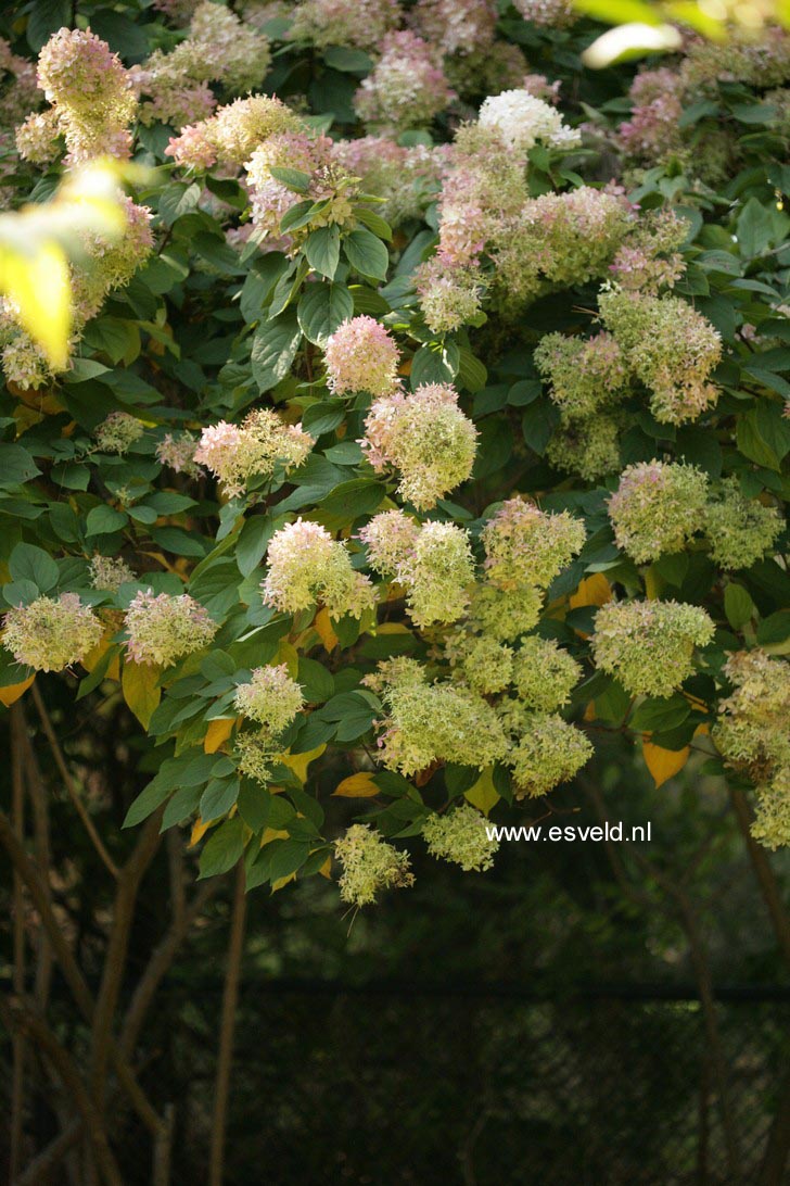 Hydrangea paniculata 'Grandiflora'