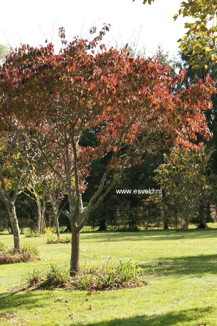 Cornus florida