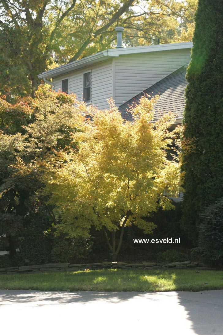 Acer palmatum 'Sango kaku'