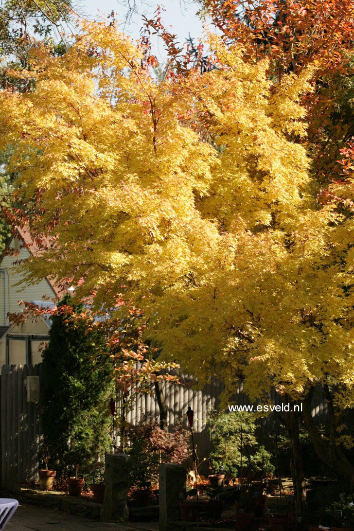 Acer palmatum 'Sango kaku'