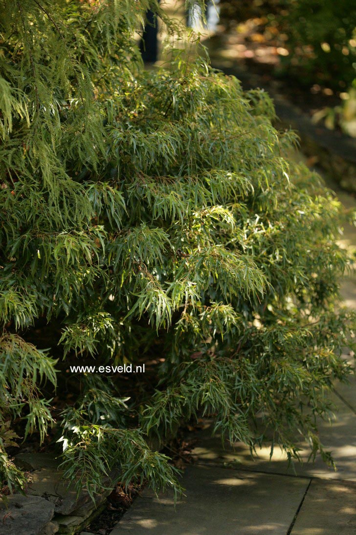 Acer buergerianum 'Mino yatsubusa'