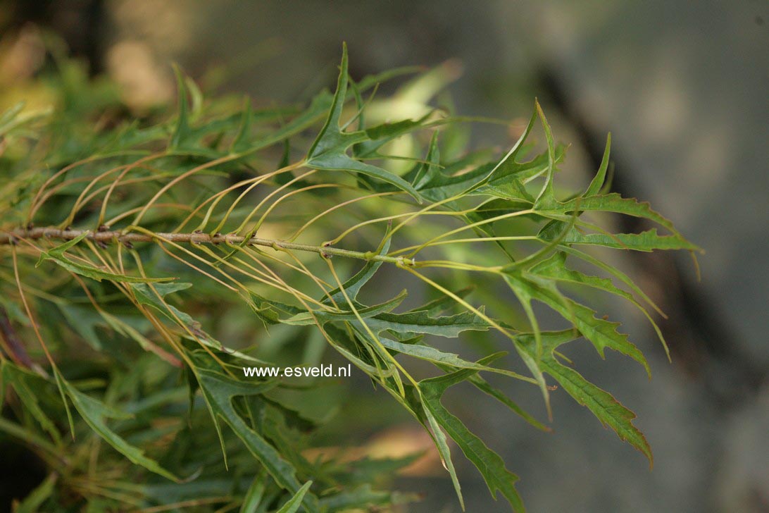 Acer buergerianum 'Mino yatsubusa'