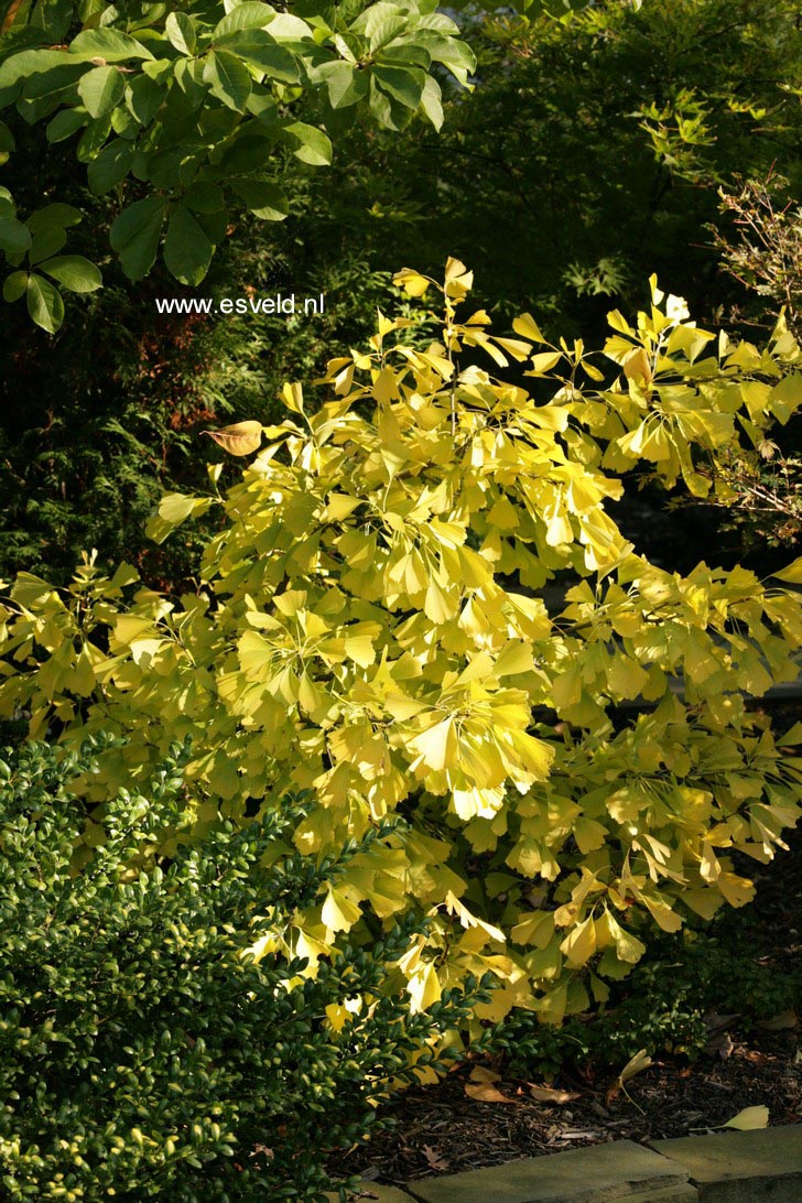 Ginkgo biloba 'Saratoga'