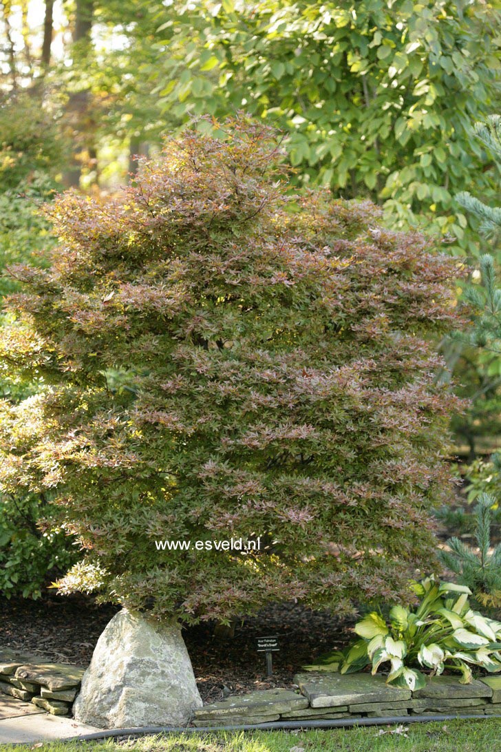 Acer palmatum 'Brandt's Dwarf'