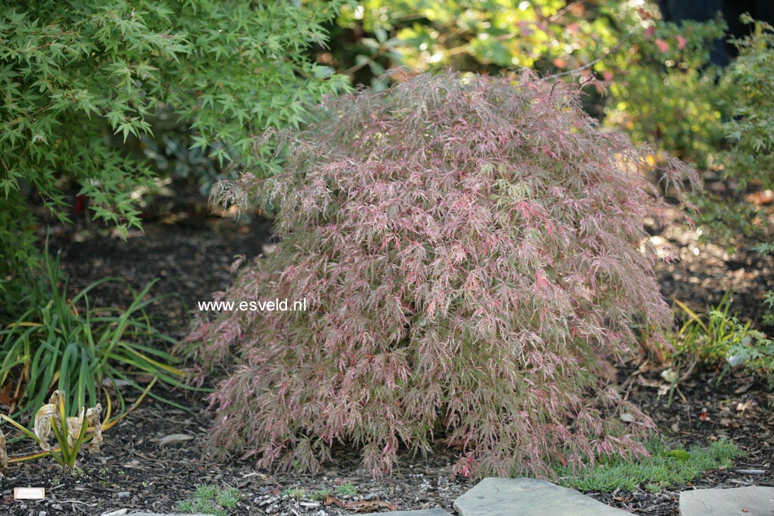 Acer palmatum 'Hana matoi'