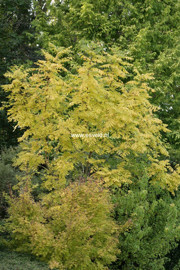 Koelreuteria paniculata 'Coral Sun'