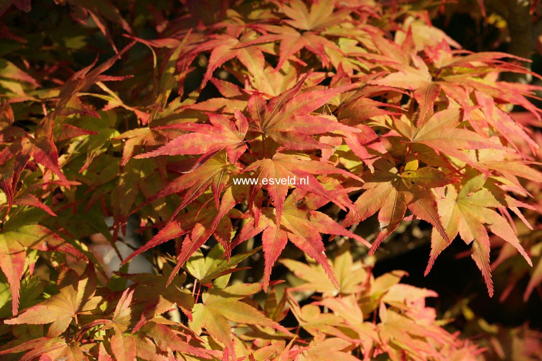 Acer palmatum 'Mikawa yatsubusa'
