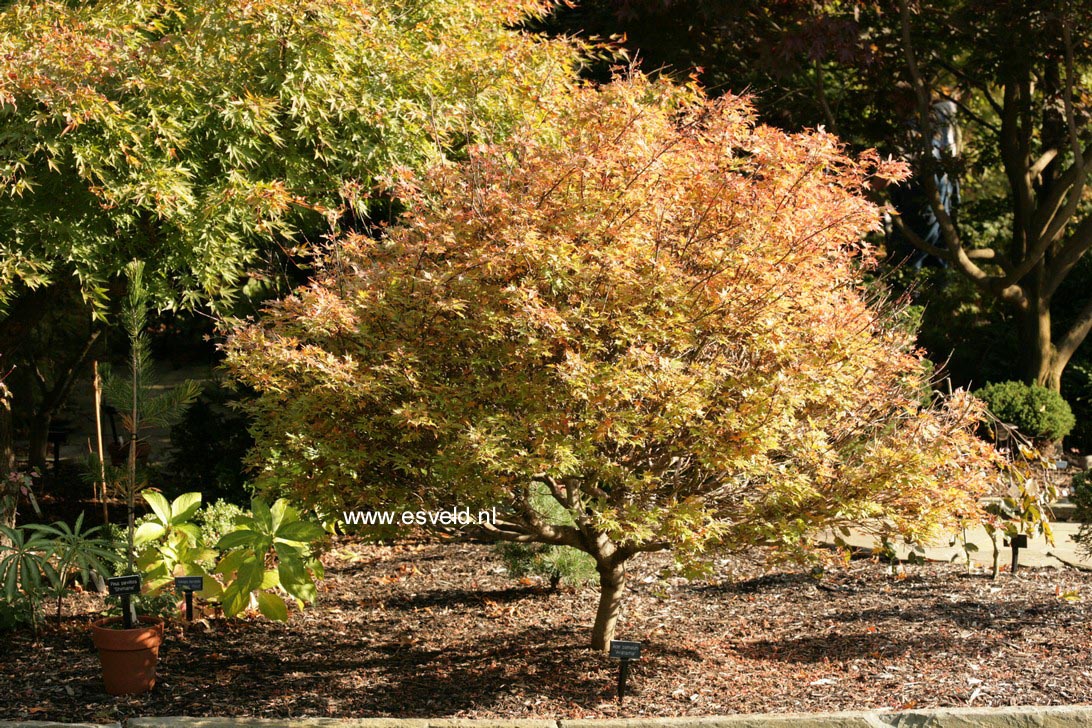 Acer palmatum 'Aratama'