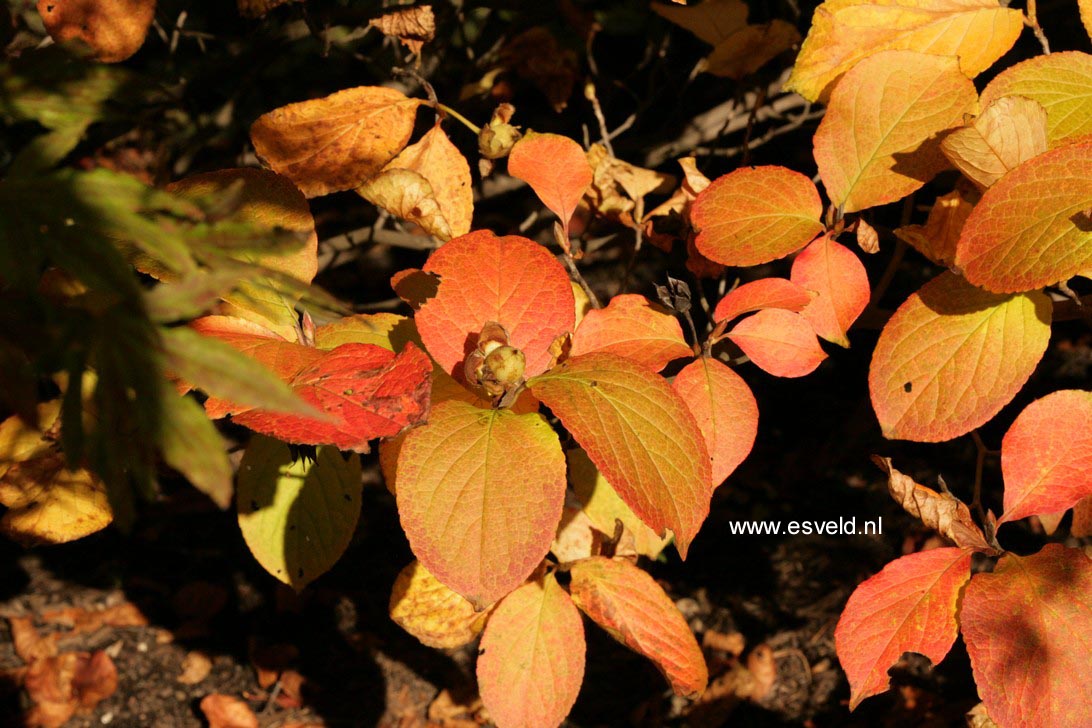 Stewartia pseudocamellia 'Koreana'