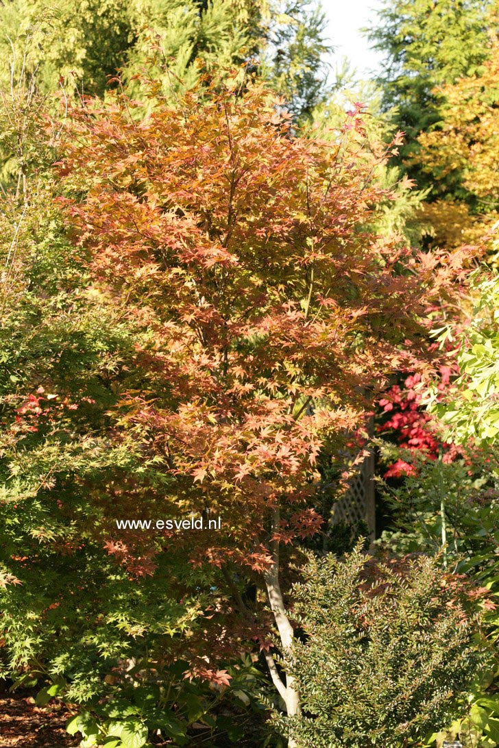 Acer palmatum 'Nomura nishiki'