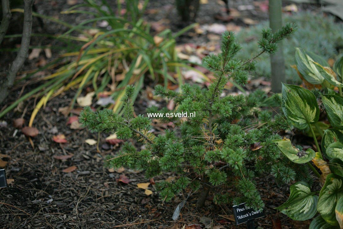 Pinus parviflora 'Adcocks Dwarf'