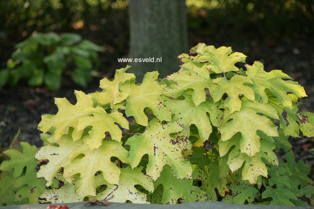 Hydrangea quercifolia 'Little Honey'