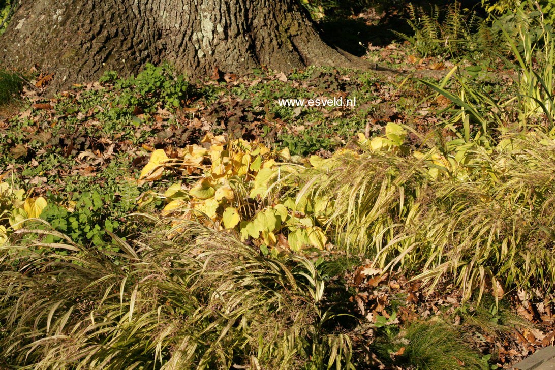 Hakonechloa macra 'Aureola'