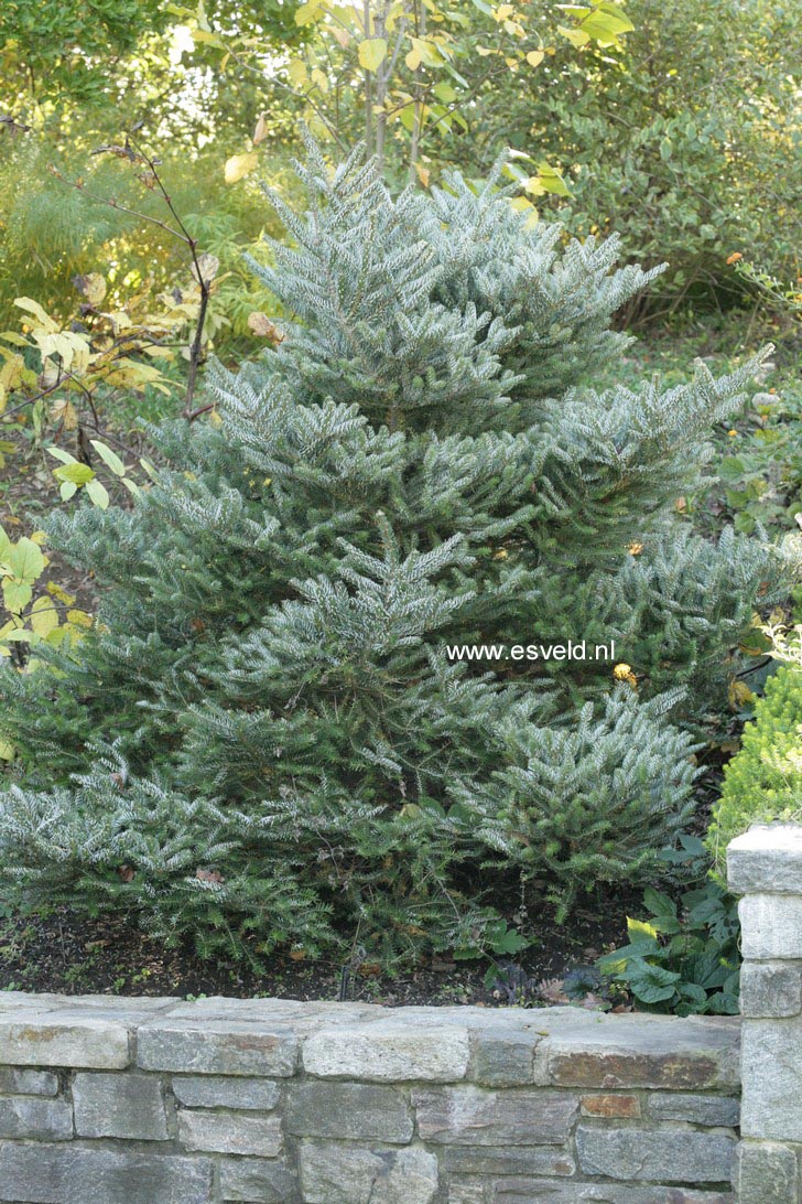 Abies koreana 'Silberlocke'