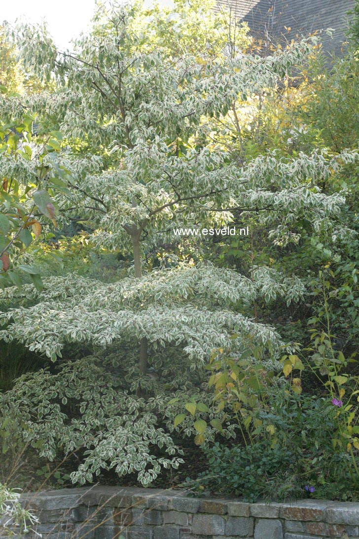 Cornus controversa 'Variegata'