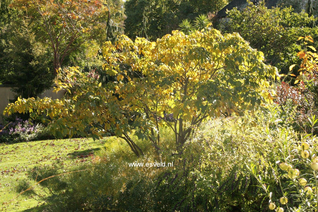 Aesculus parviflora