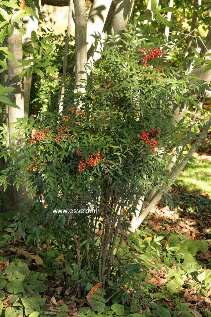 Nandina domestica