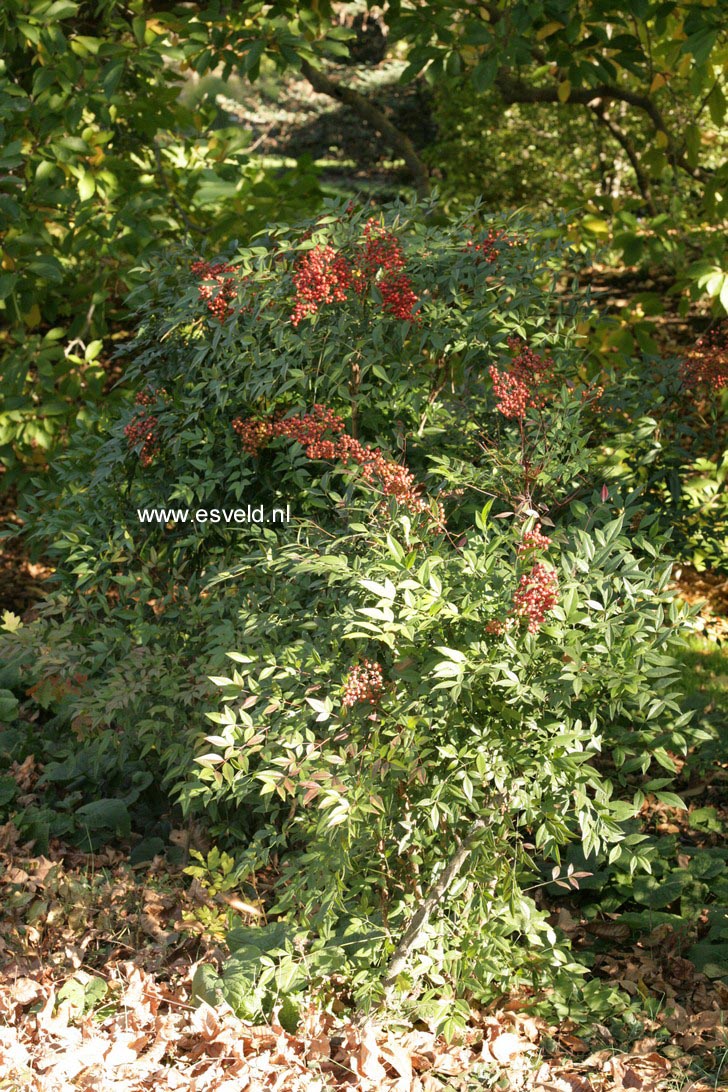 Nandina domestica