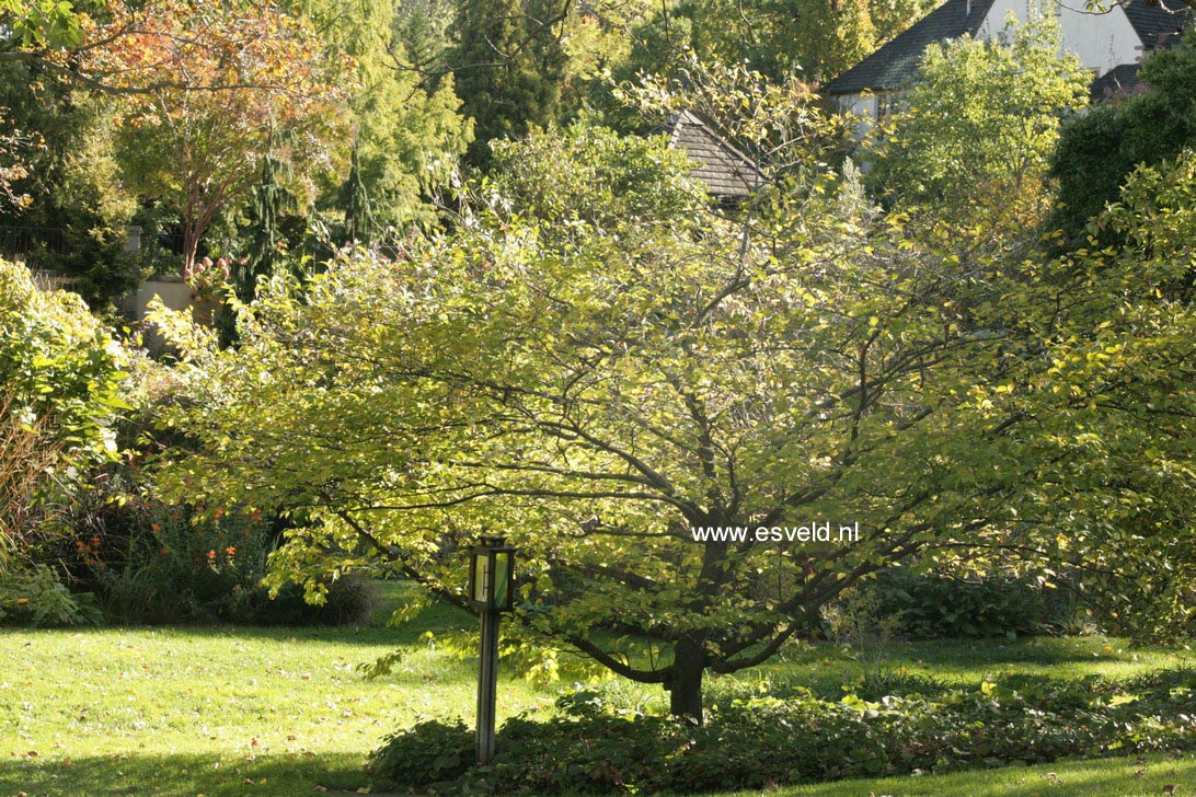 Styrax japonicus