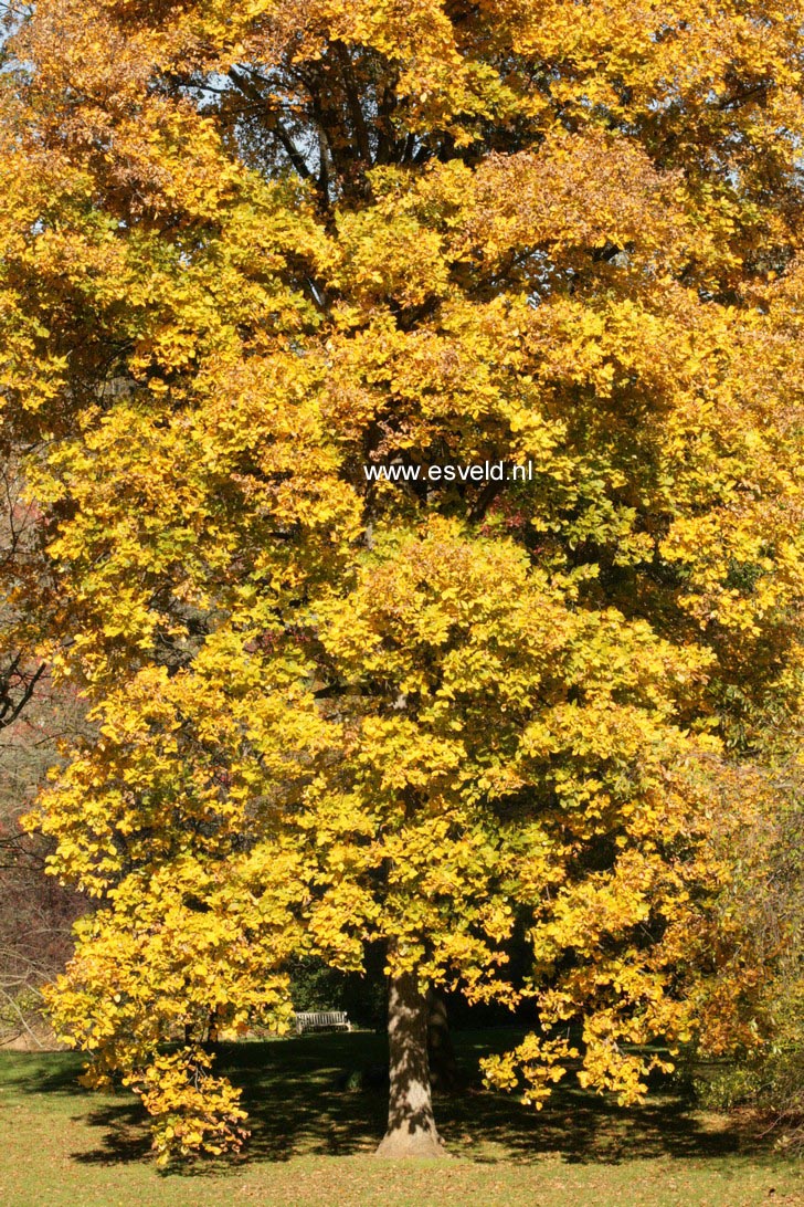 Carya ovata