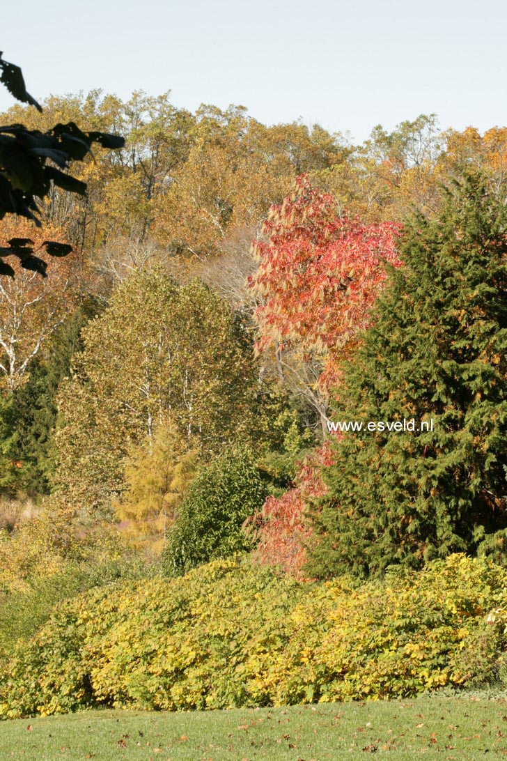 Oxydendrum arboreum