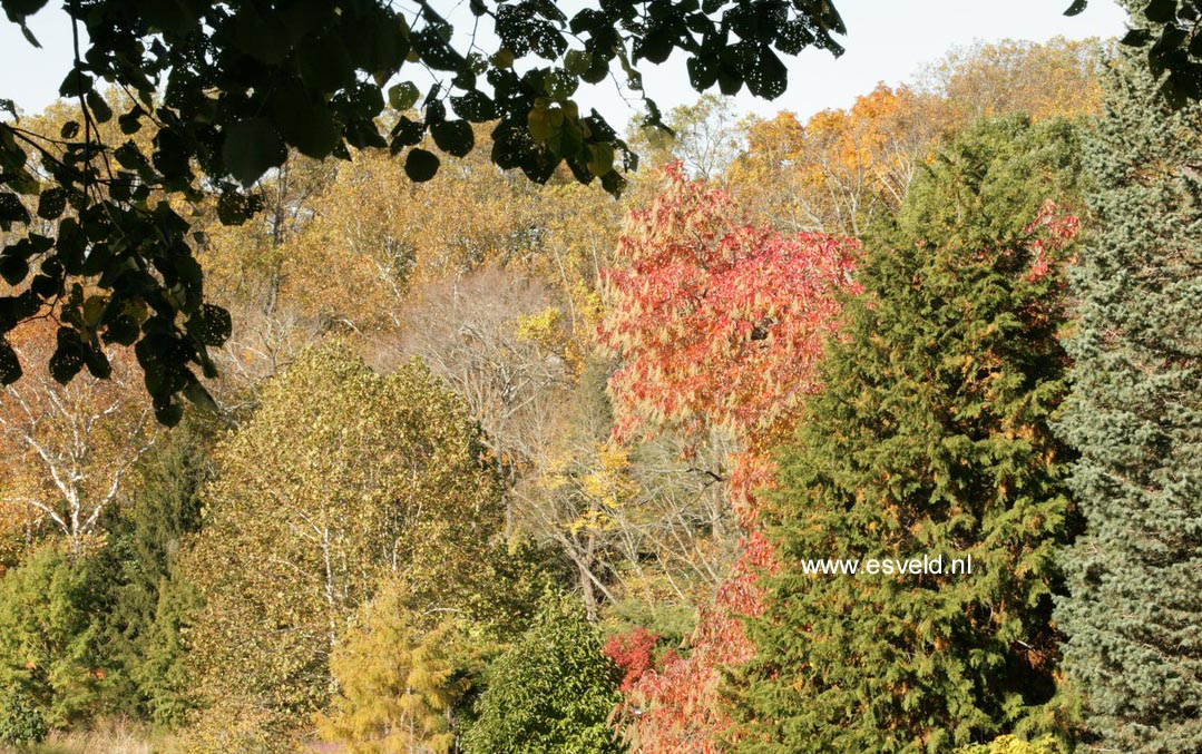 Oxydendrum arboreum