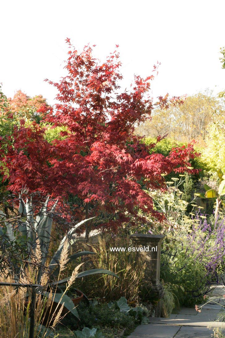 Acer palmatum 'Atropurpureum'