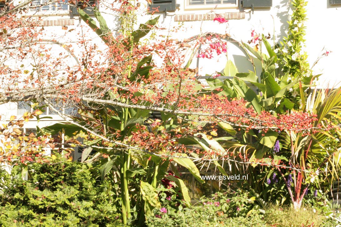 Plantentuin Esveld