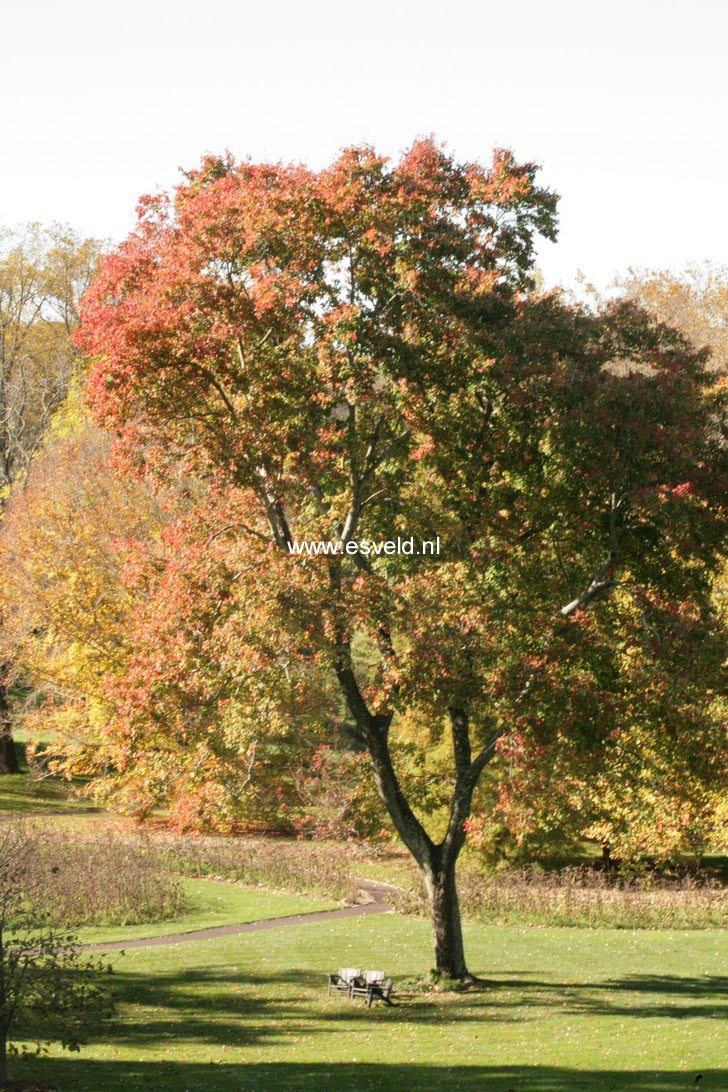 Acer rubrum