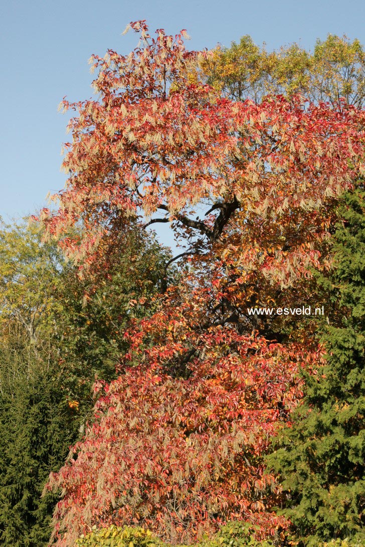 Oxydendrum arboreum