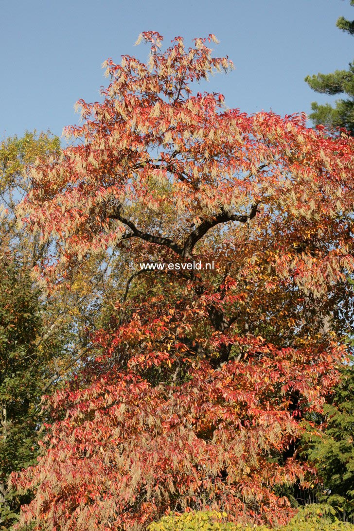 Oxydendrum arboreum