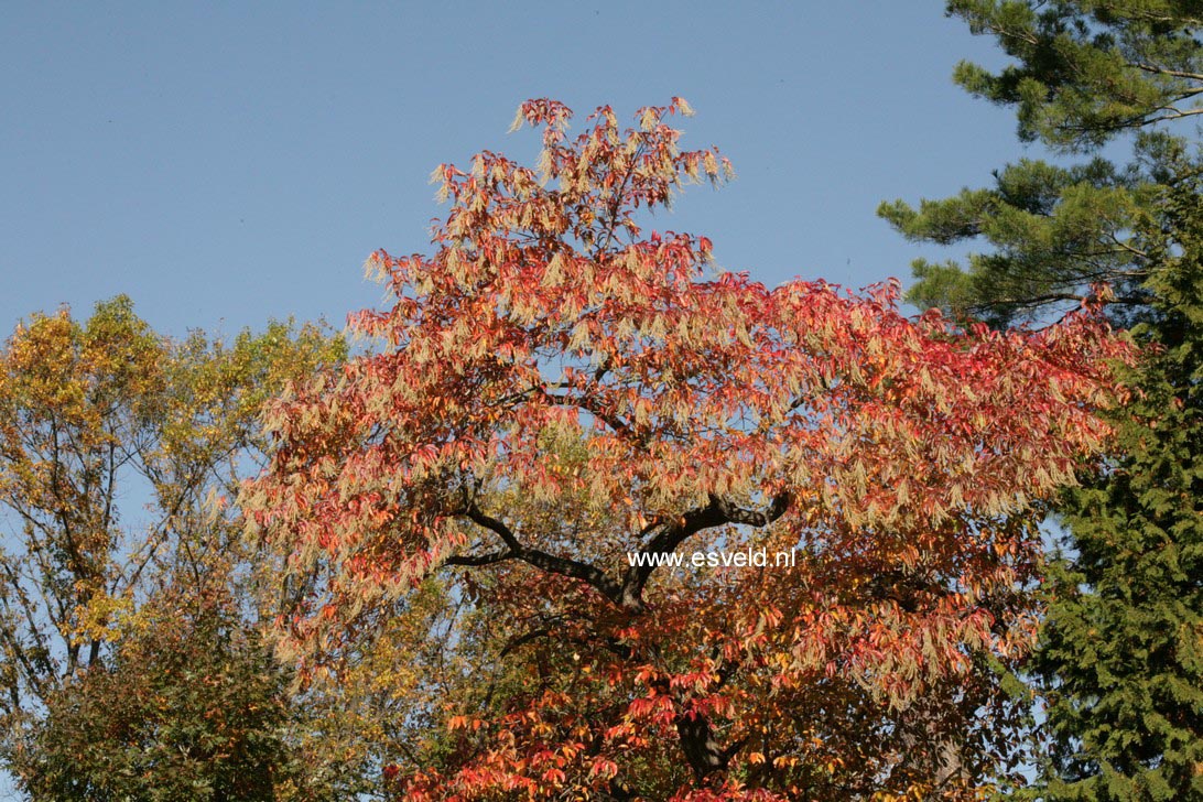 Oxydendrum arboreum