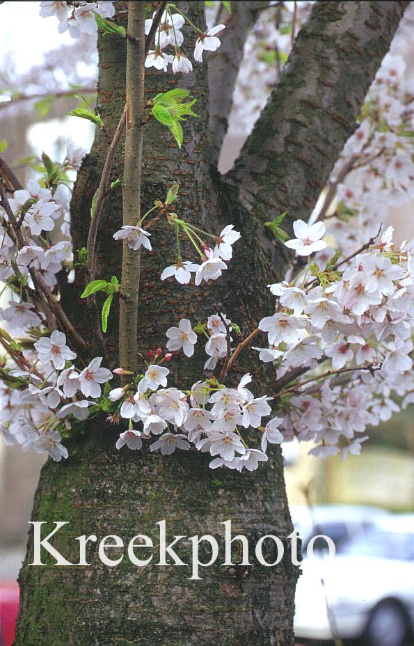 Prunus serrulata 'Shirotae'