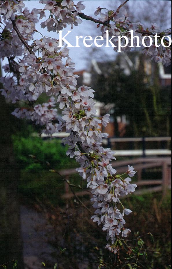 Prunus serrulata 'Shirotae'