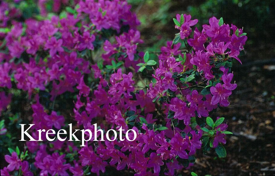 Azalea 'Malvatica'